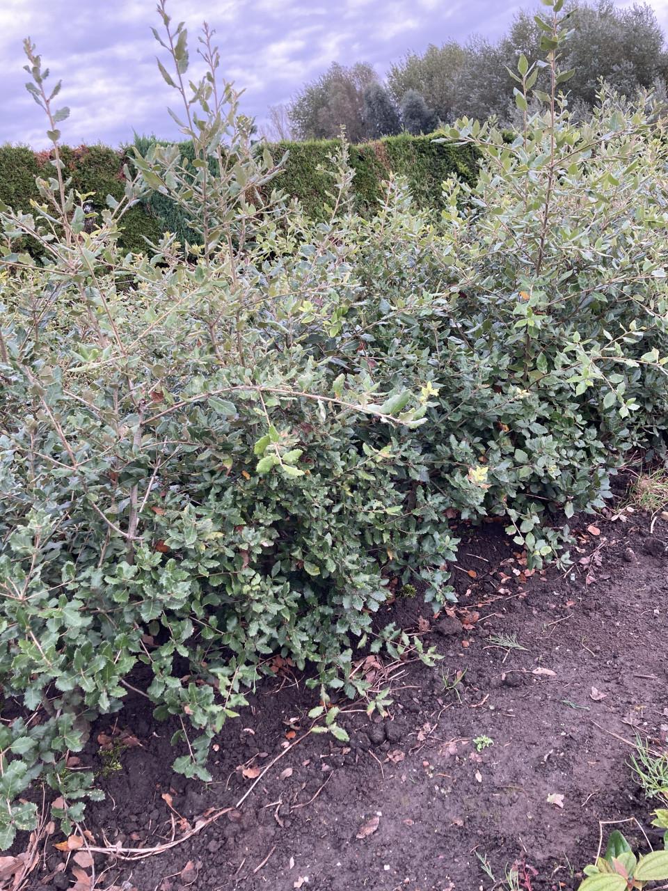 Steeneik voor een haag (quercus ilex)