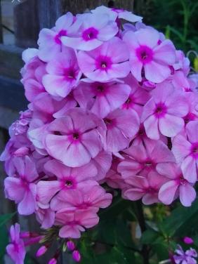 Phlox roze