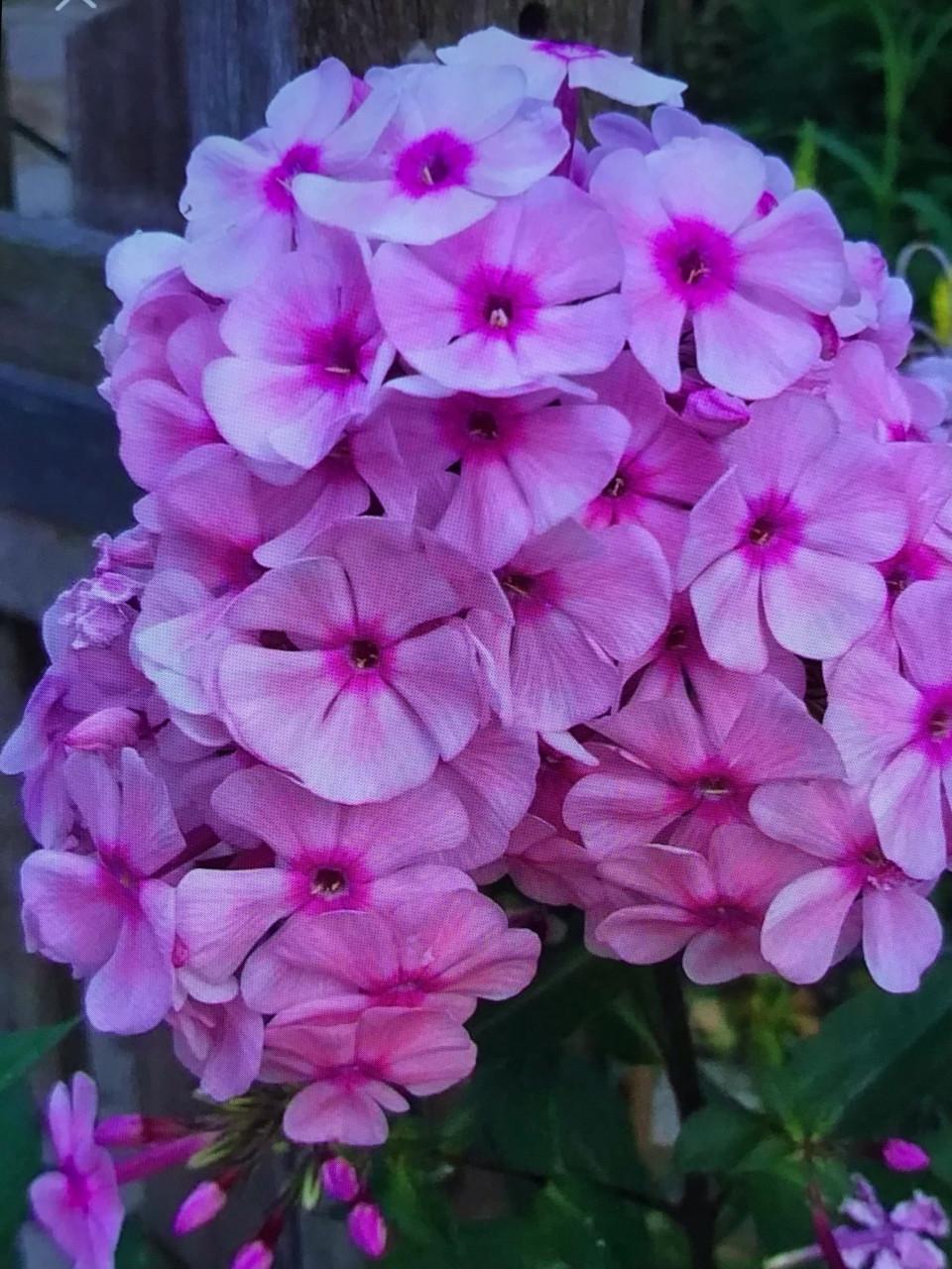 Phlox roze