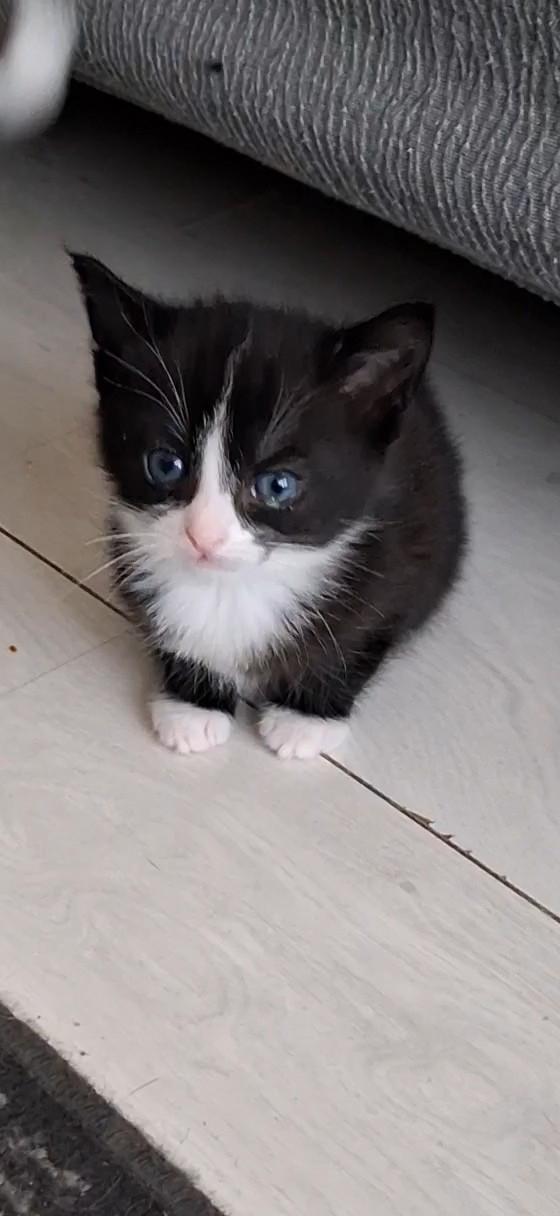 2 kittens zoeken gouden mandje