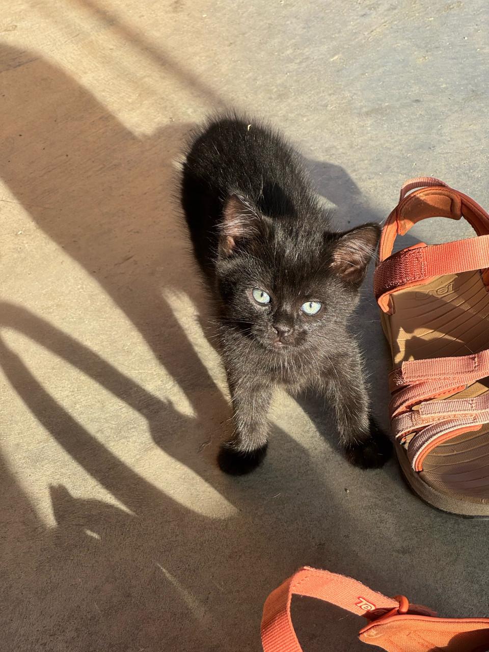 2 kittens