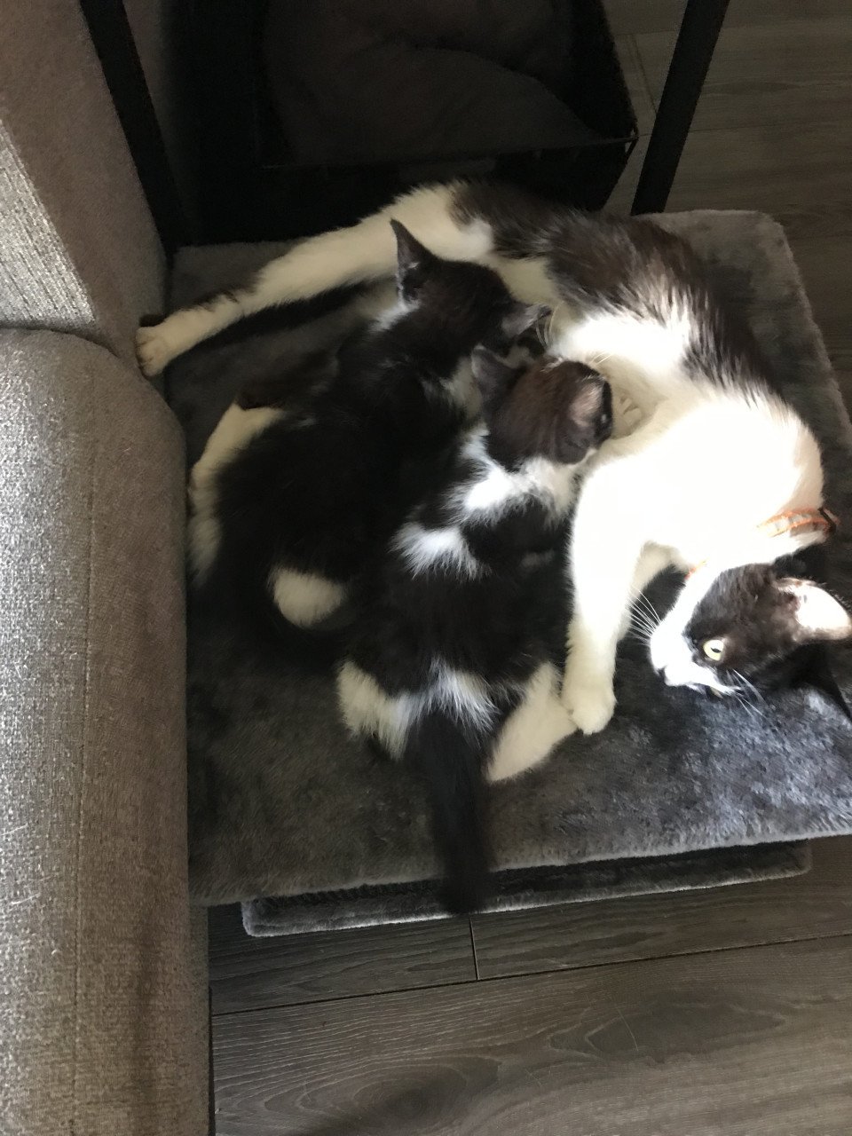Katten