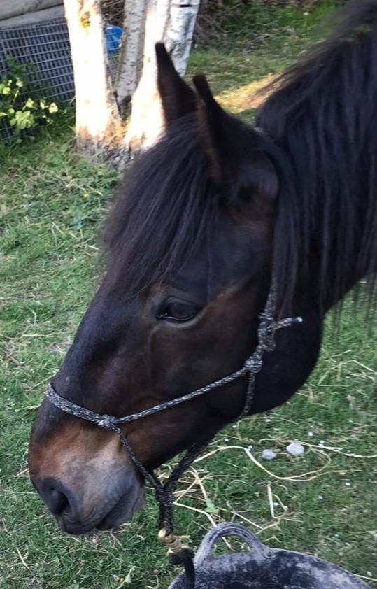 Irish Hunter/Irish Sporthorse ruin te koop