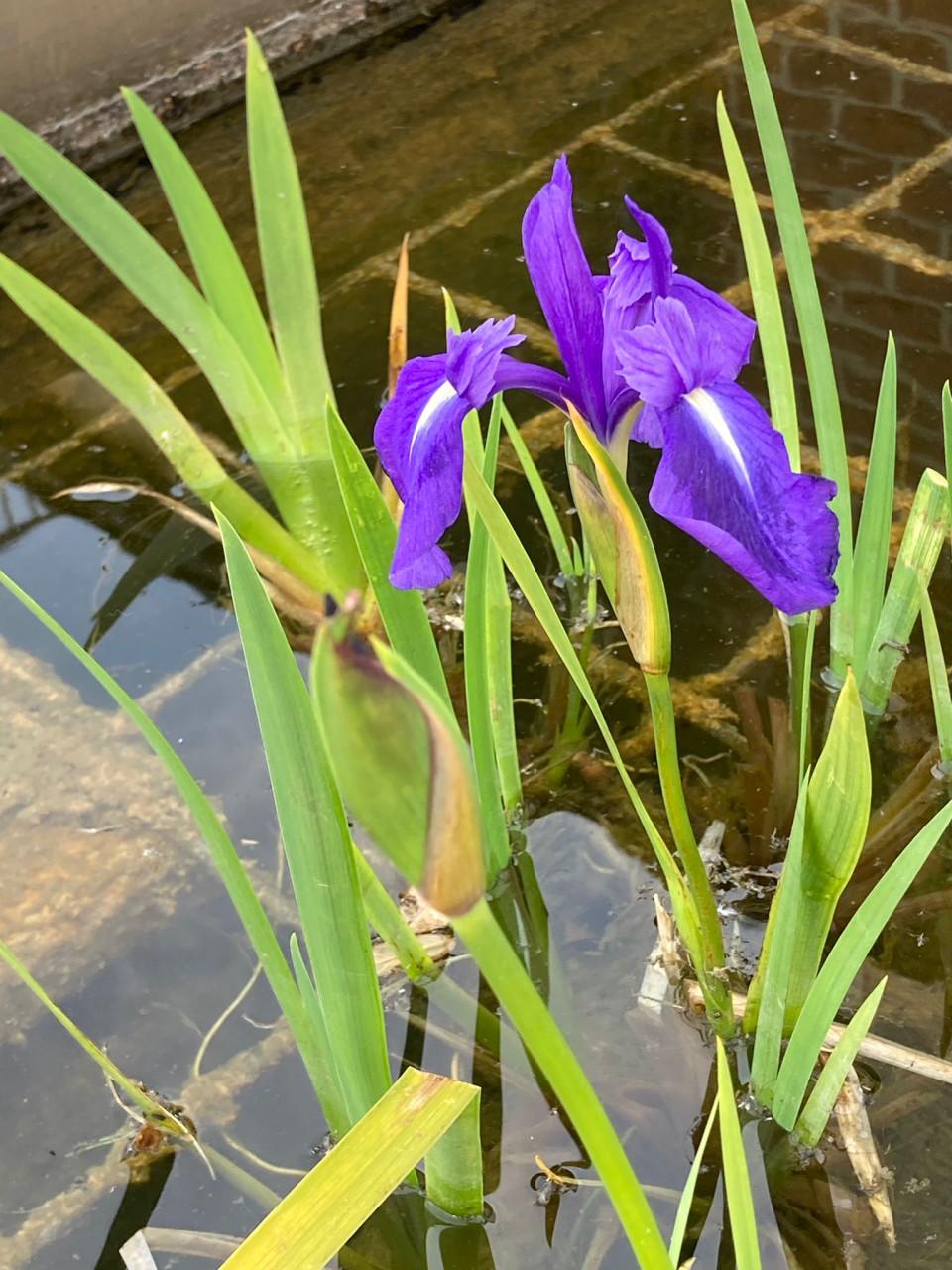 Vijverplanten GERESERVEERD