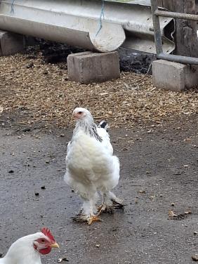 Jonge hennetjes te koop