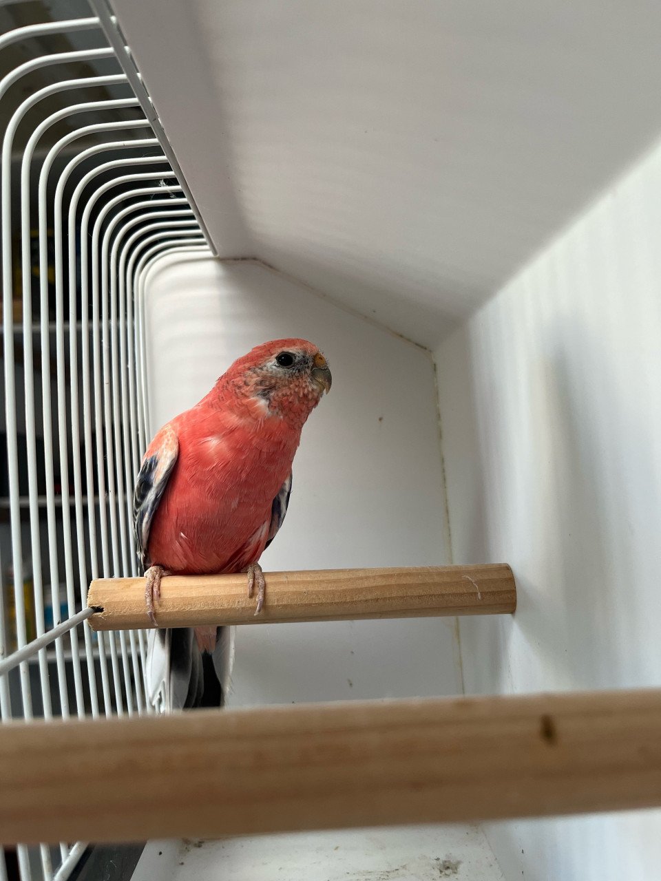 Bourkes parkieten