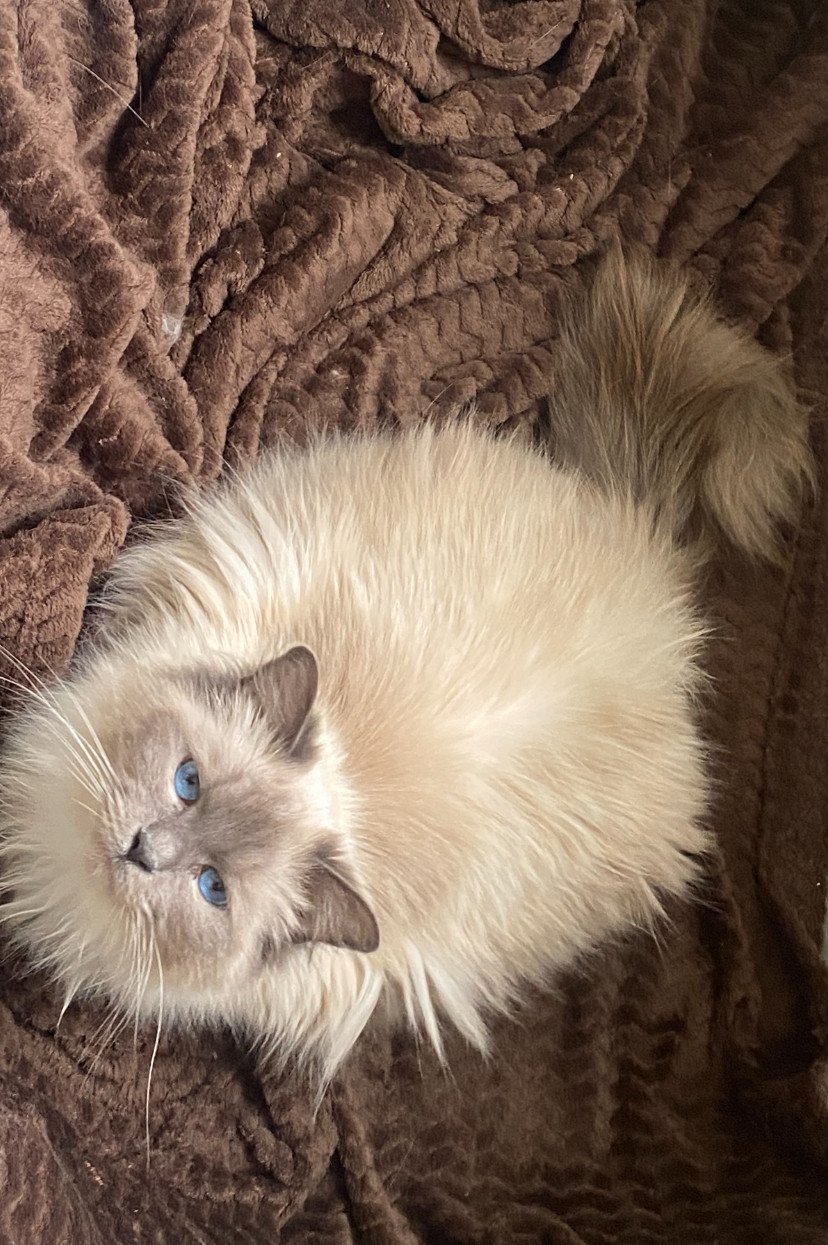 Ragdoll poes met stamboom