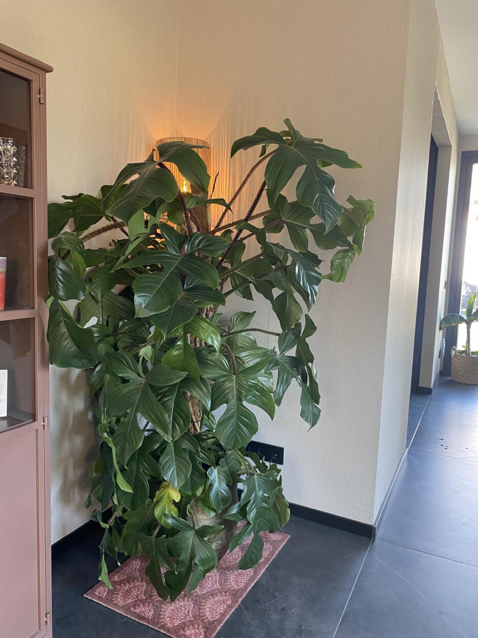 Prachtige, grote nieuwe kamerplant