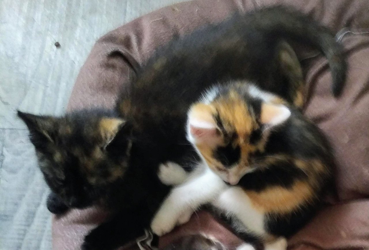 Kitten
