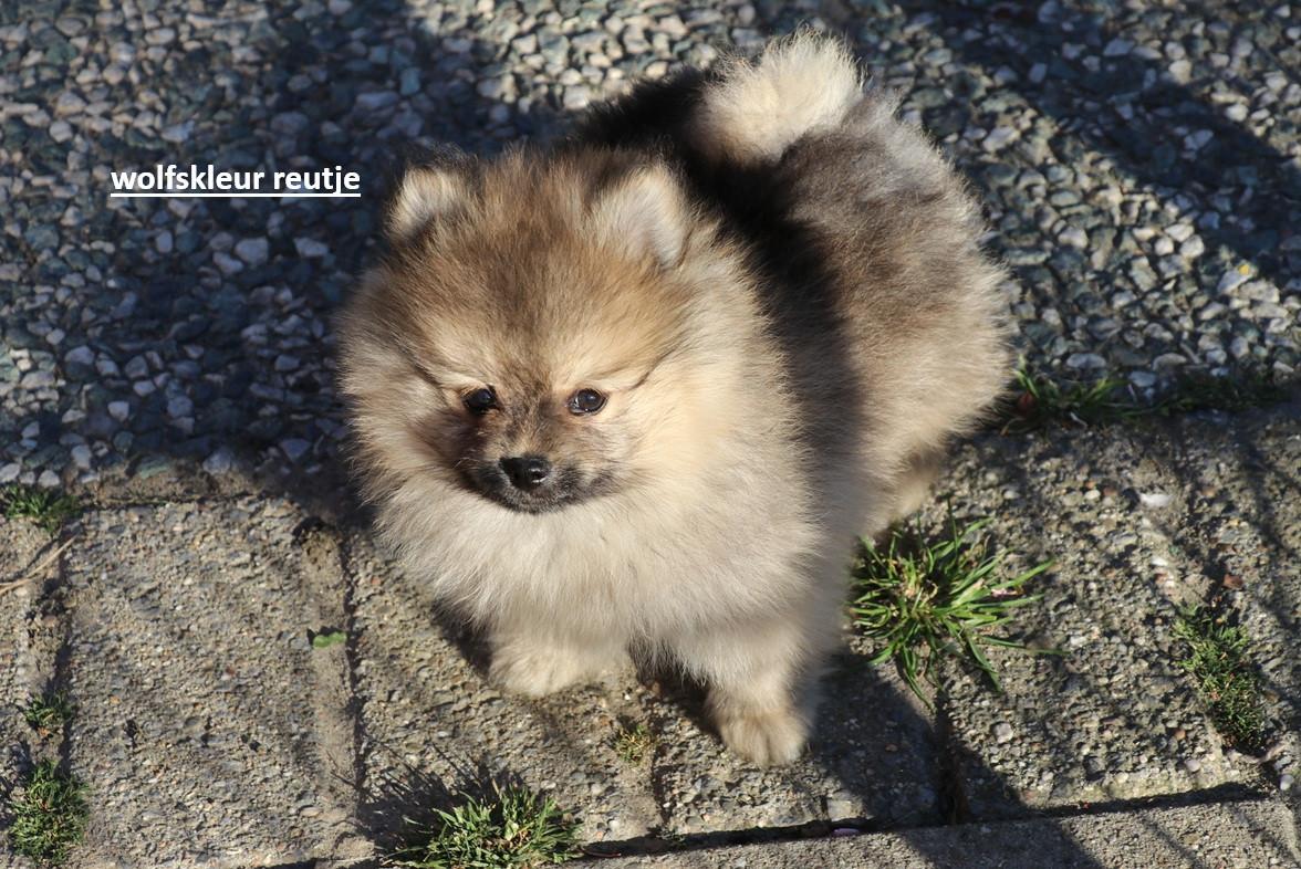 Pomeriaan pups beschikbaar