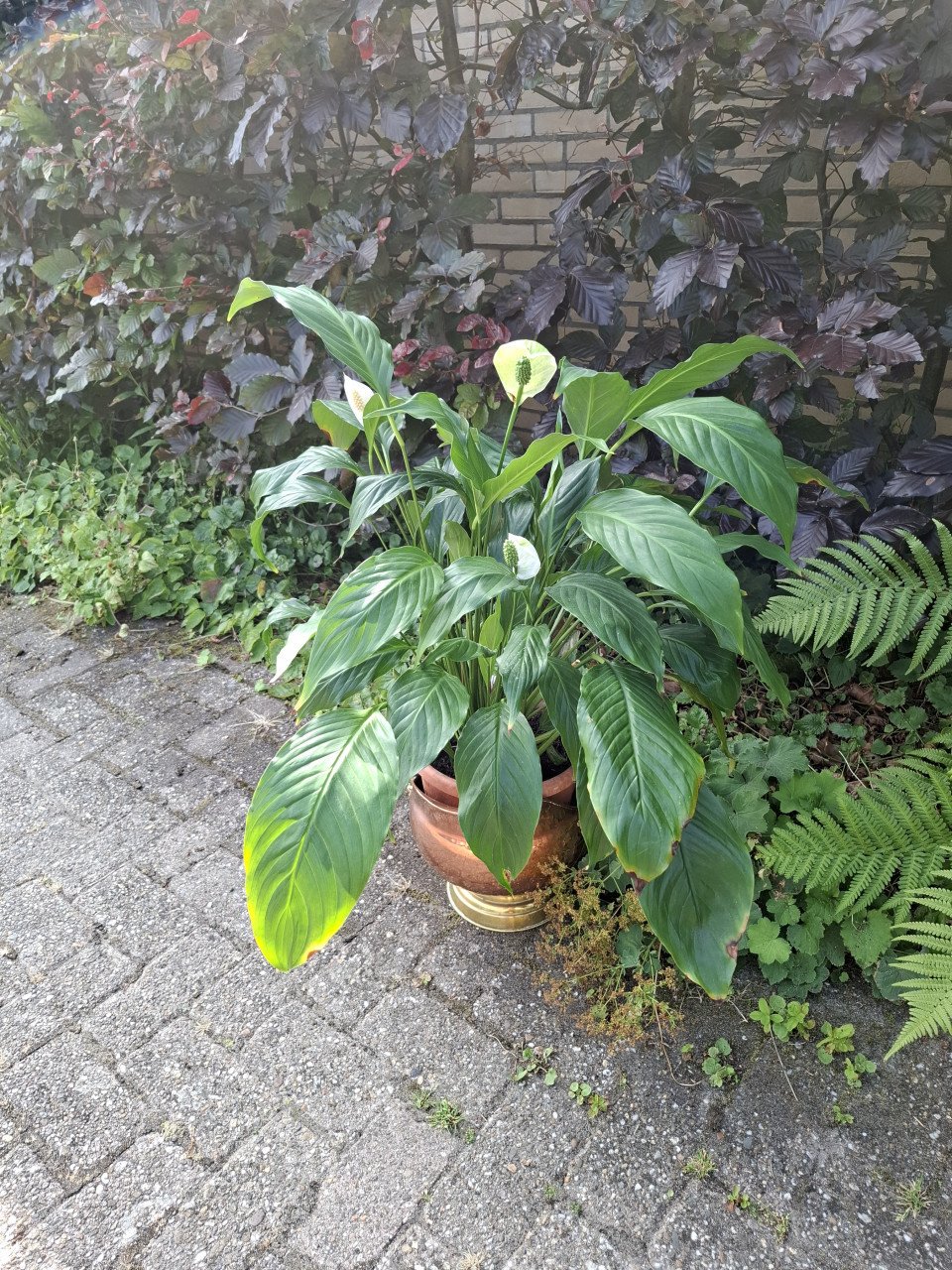 Grote lepel plant, lucht reinigende kamerplant  voor binnen.
