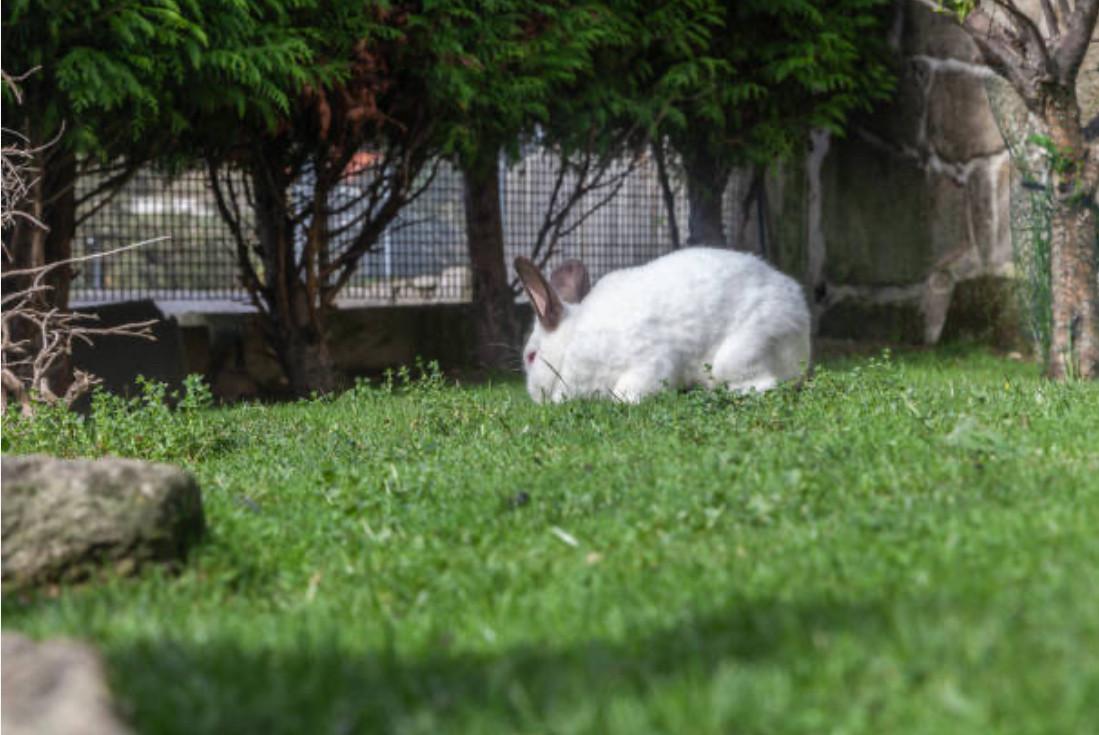 Dierenoppas & verzorging Middelburg en omgeving.