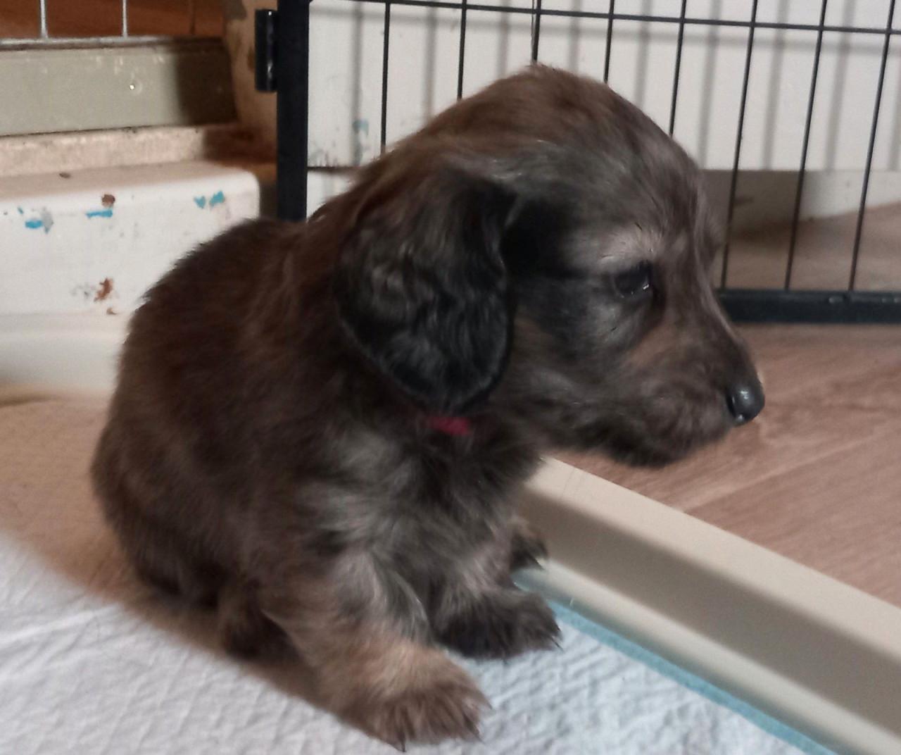 Langhaar dwergteckel pupje