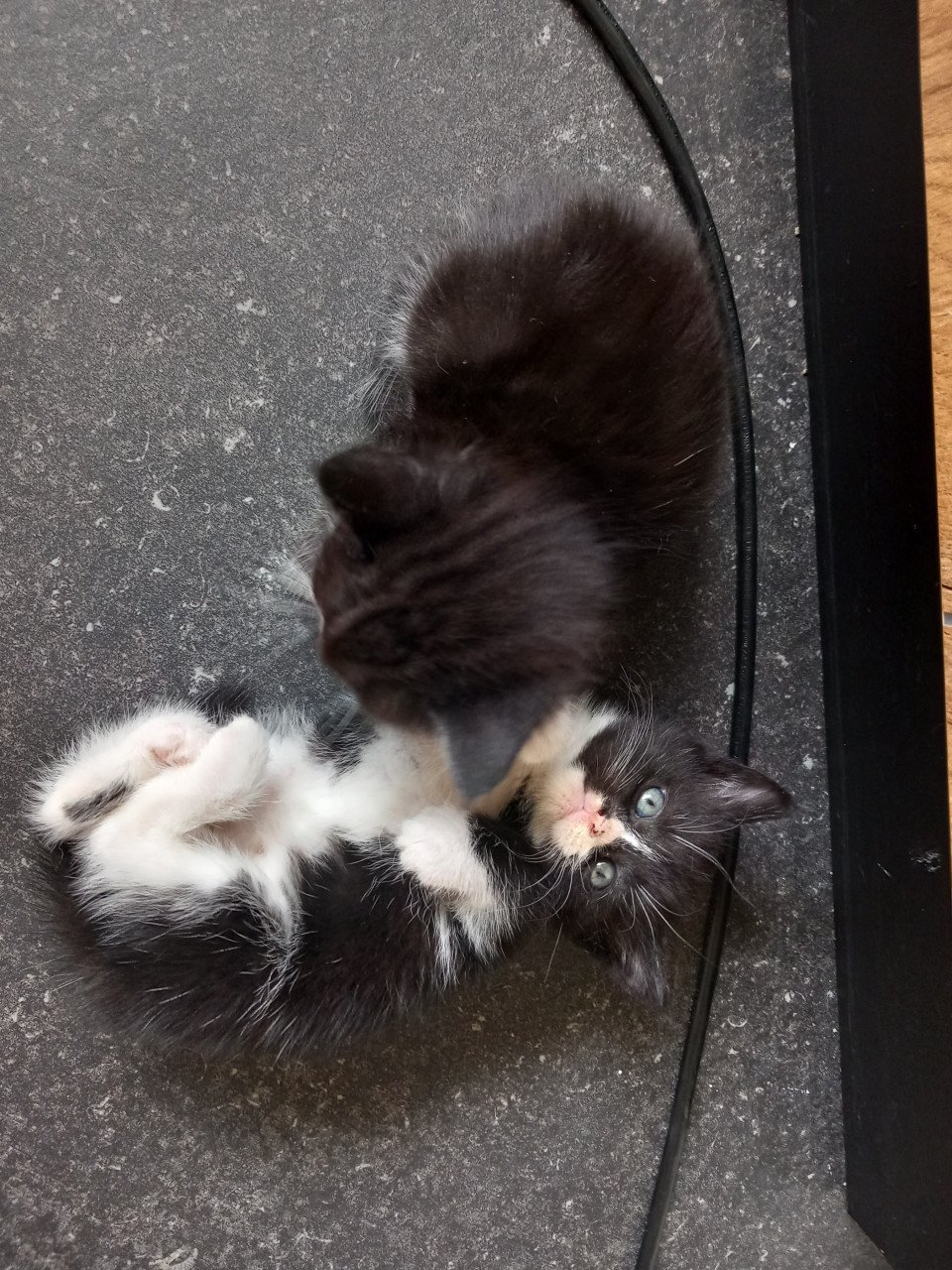 Kittens