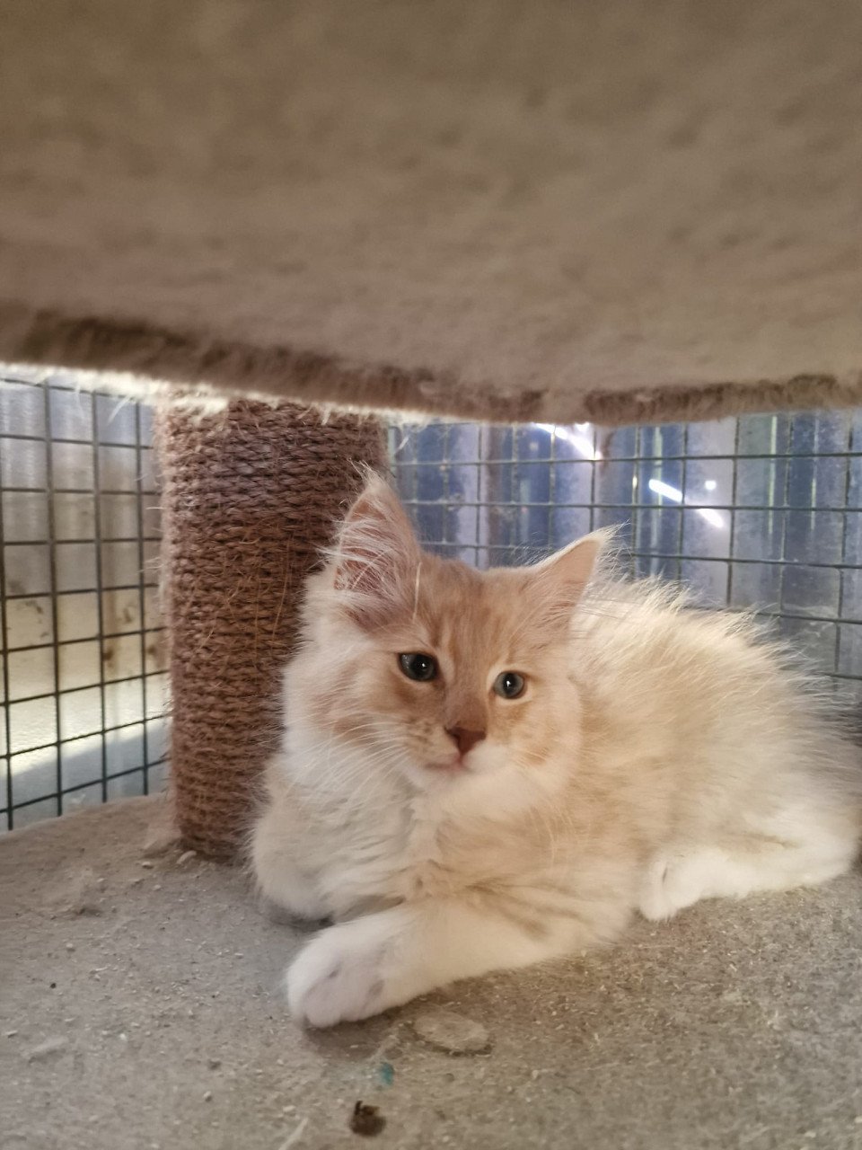 Te koop mooie lieve stoere Maine Coon katertje