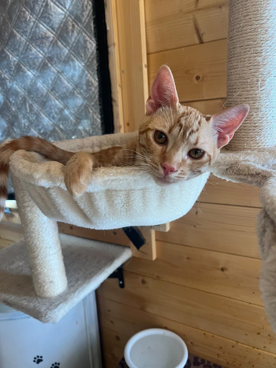 Deze hele lieve kitten broertjes zoeken hun gouden mandje!
