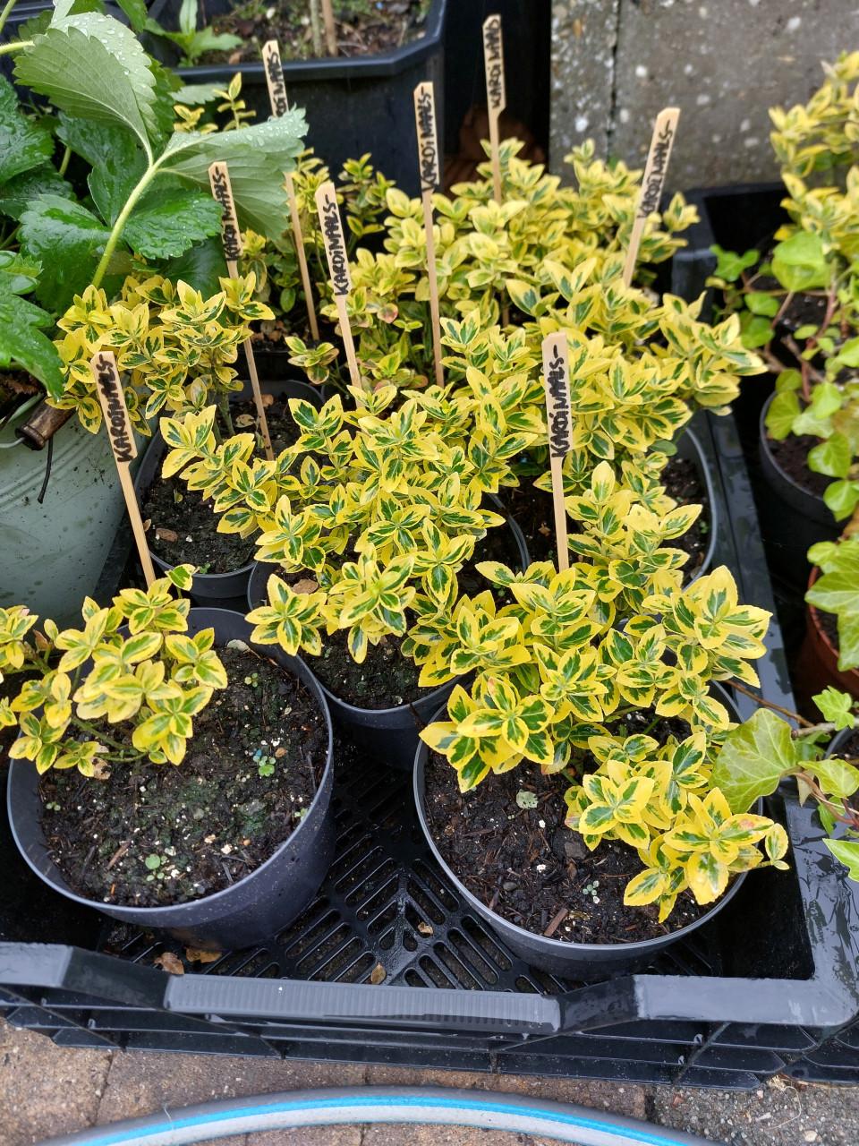 TK: SIERTUIN + MOESTUIN PLANTEN BIJ DE VOORDEUR