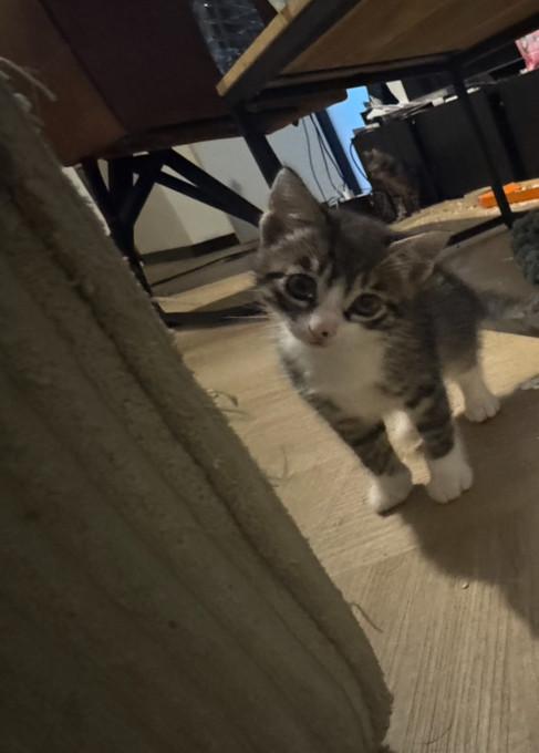 Kittens tekoop