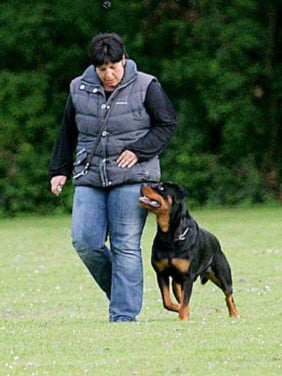 Hondentraining op maat
