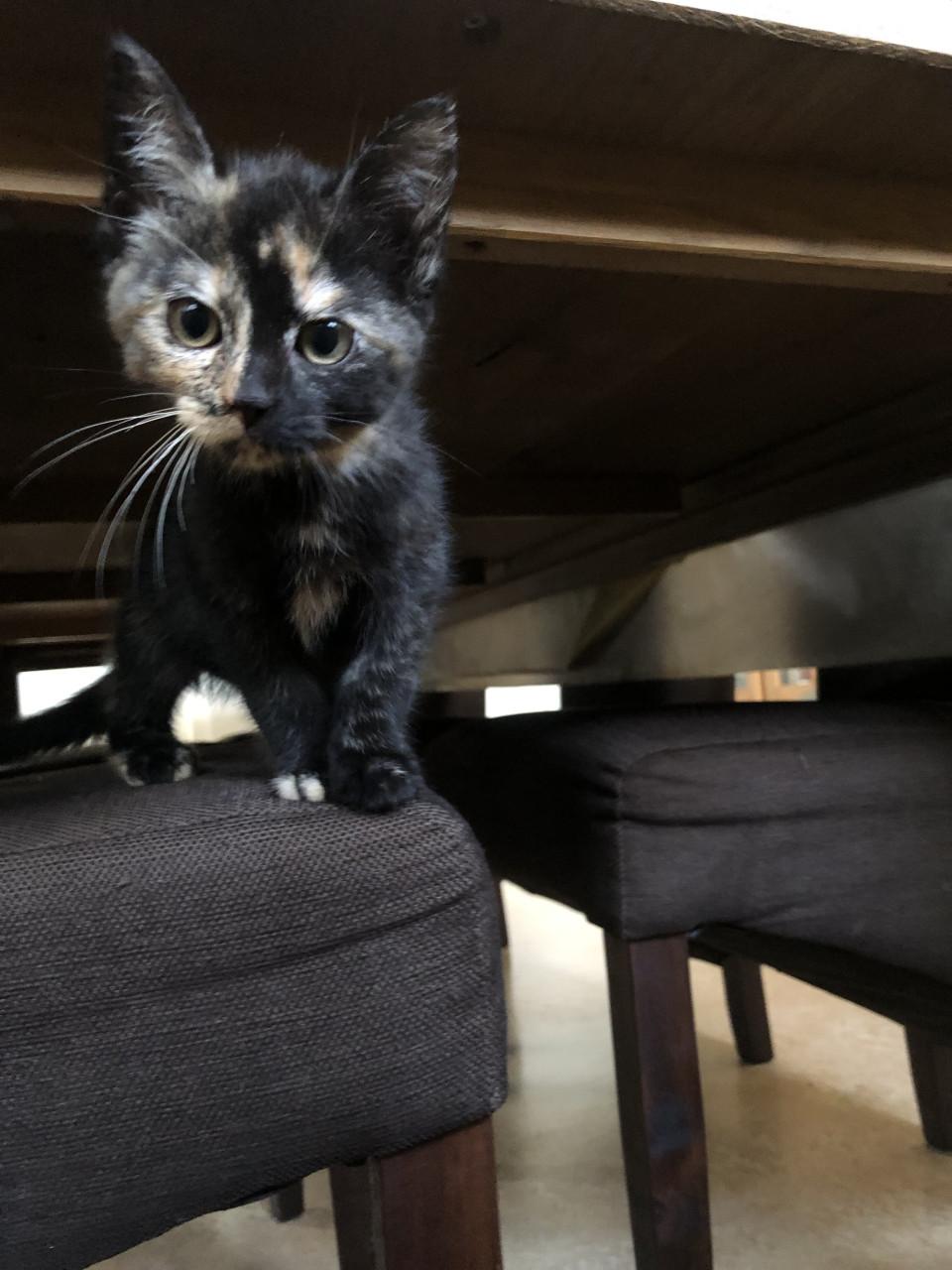 Kittens mannetje en vrouwtje