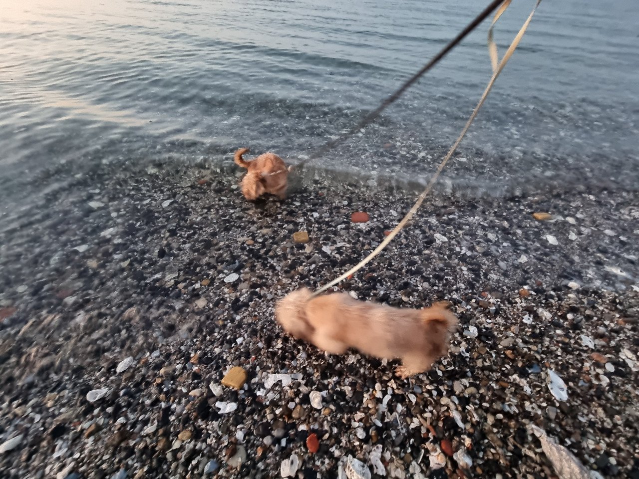 2 pups reutjes moeder Maltezer vader Yorkshire Terrier GEZOND SPEELS LIEF