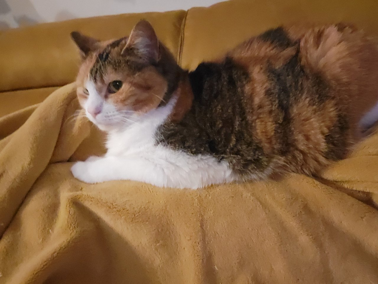 Poes zoekt gouden mandje