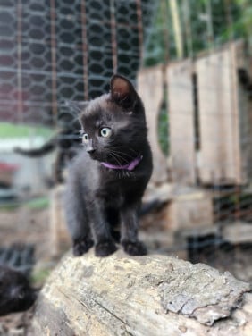 Sociale buiten kittens (jongens) (europees x brits korthaar