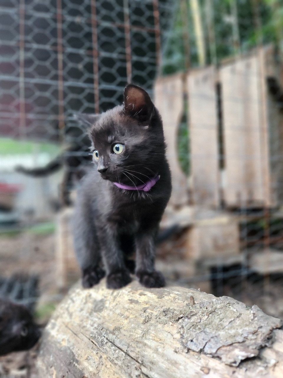 Sociale buiten kittens (jongens) (europees x brits korthaar