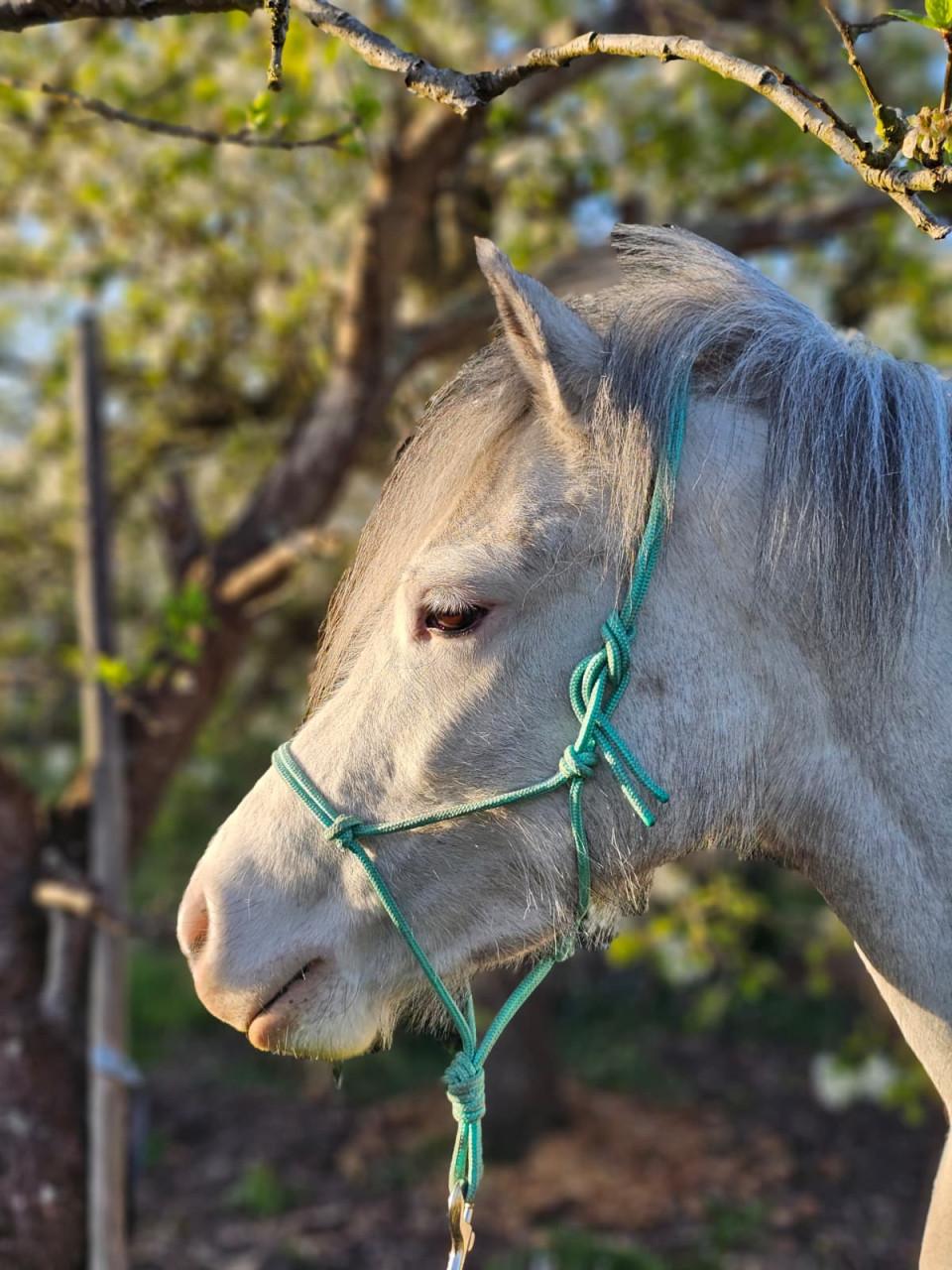 Knappe welsh pony merrie