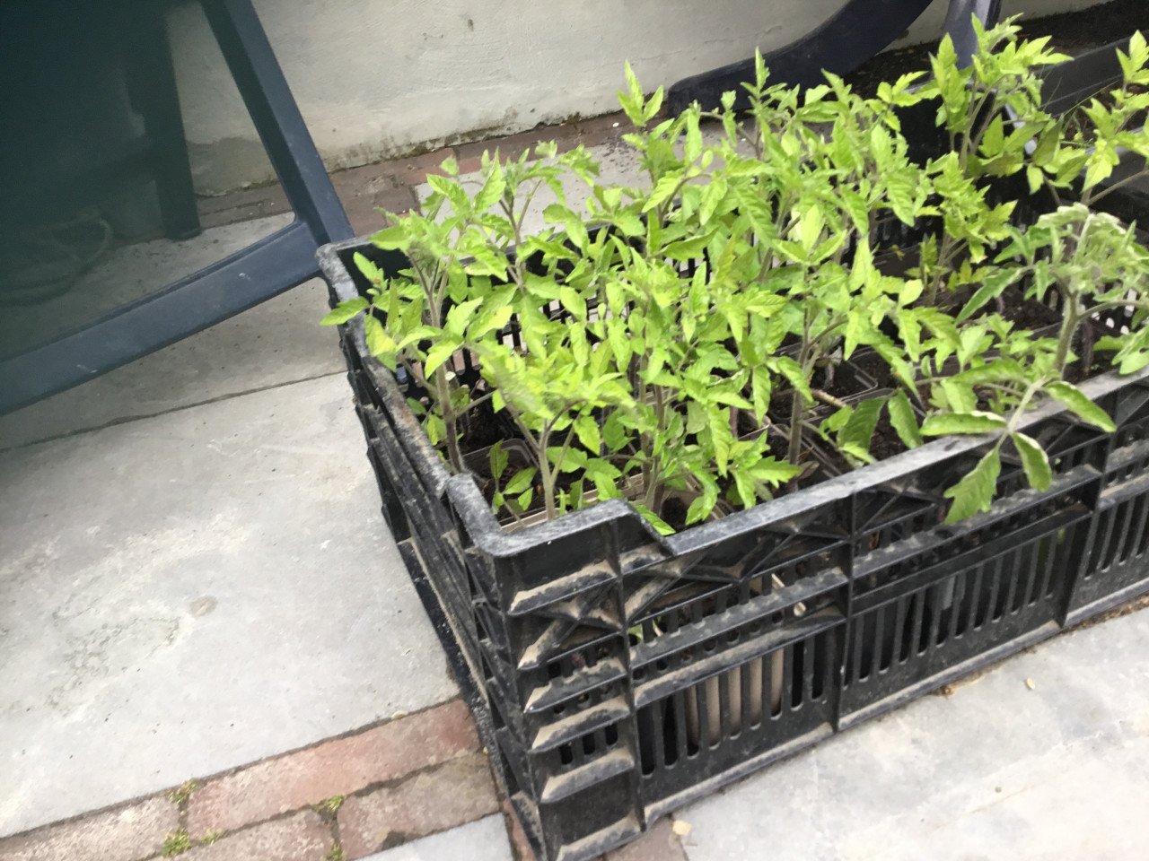 Tomatenplanten
