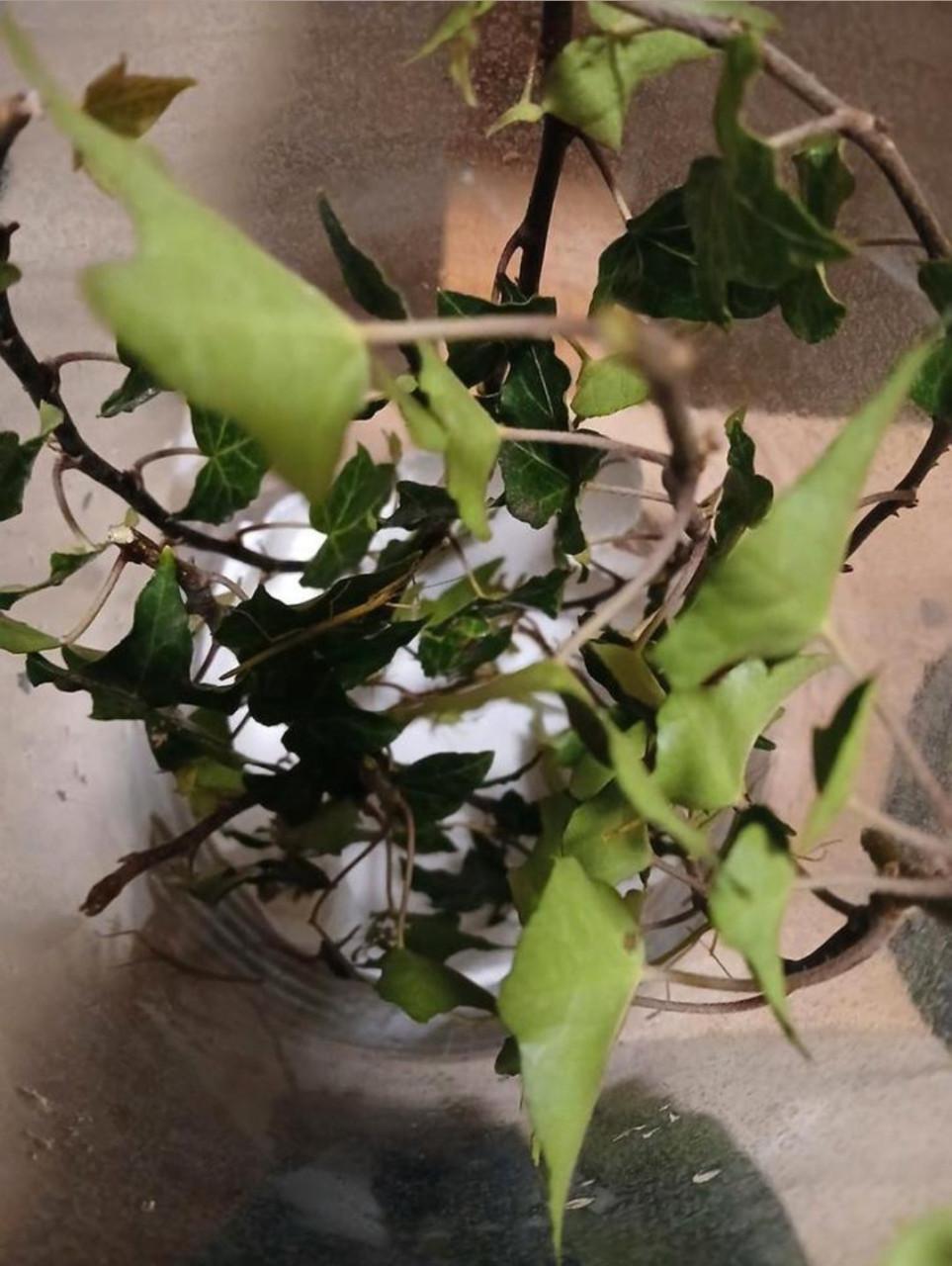 Baby indische wandelende takken (nimfen)