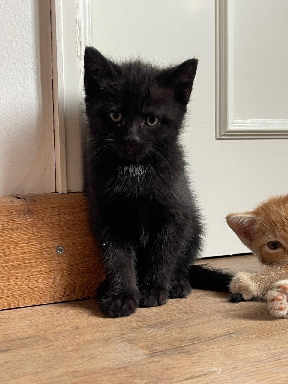 Aanhankelijke kittens