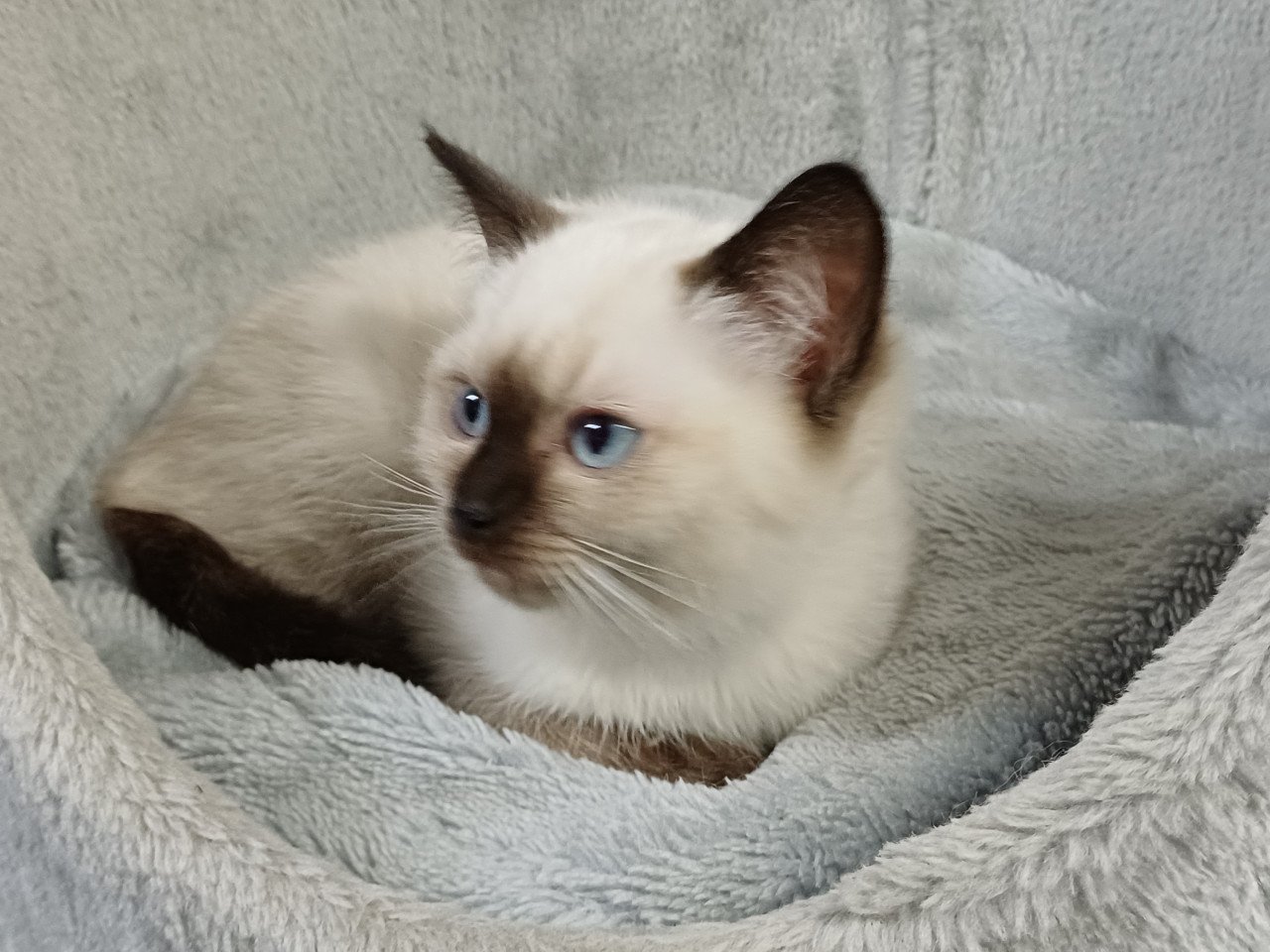 Super mooi Brits Korthaar x Ragdoll kitten