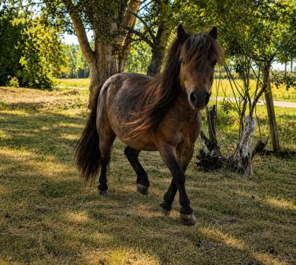 Lieve shetlander merrie