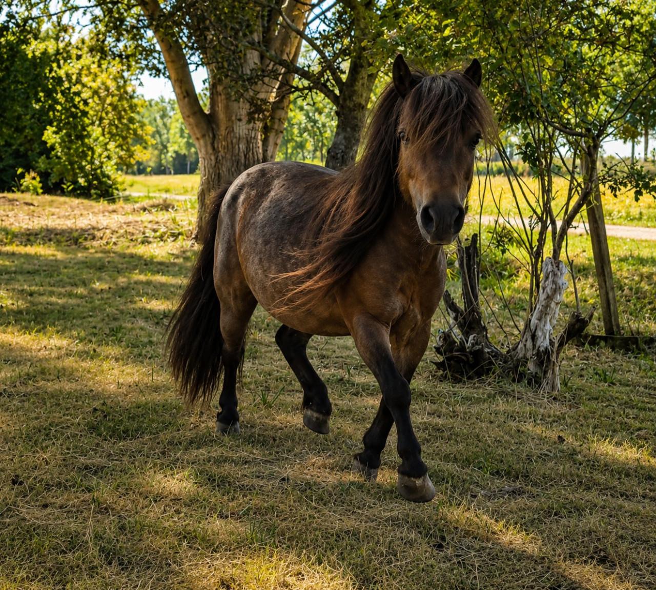 Lieve shetlander merrie