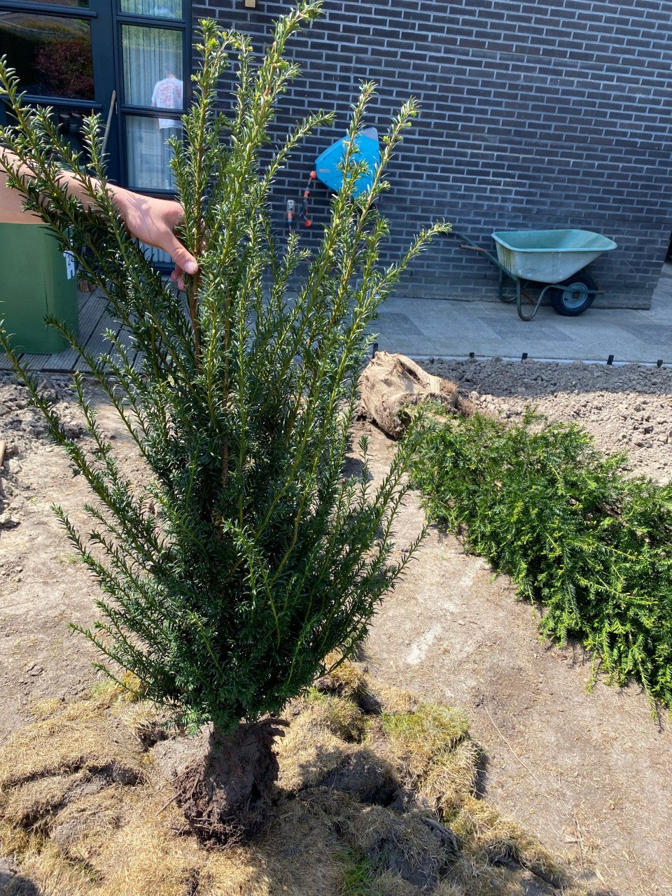 Taxus Baccata 160 - 180 cm