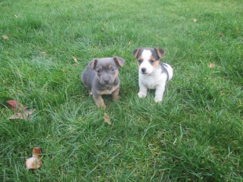 Mooie jack russell pups