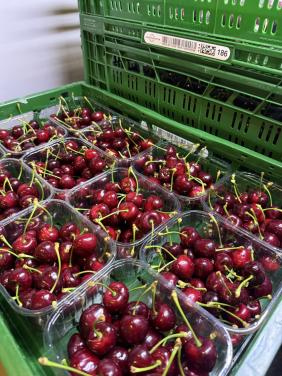 B keuze kersen €4 per kilo