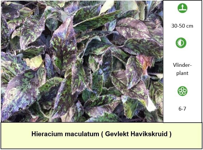 Vaste planten, groente planten, bijen,- en vlinderplanten: €1,25 p/st.
