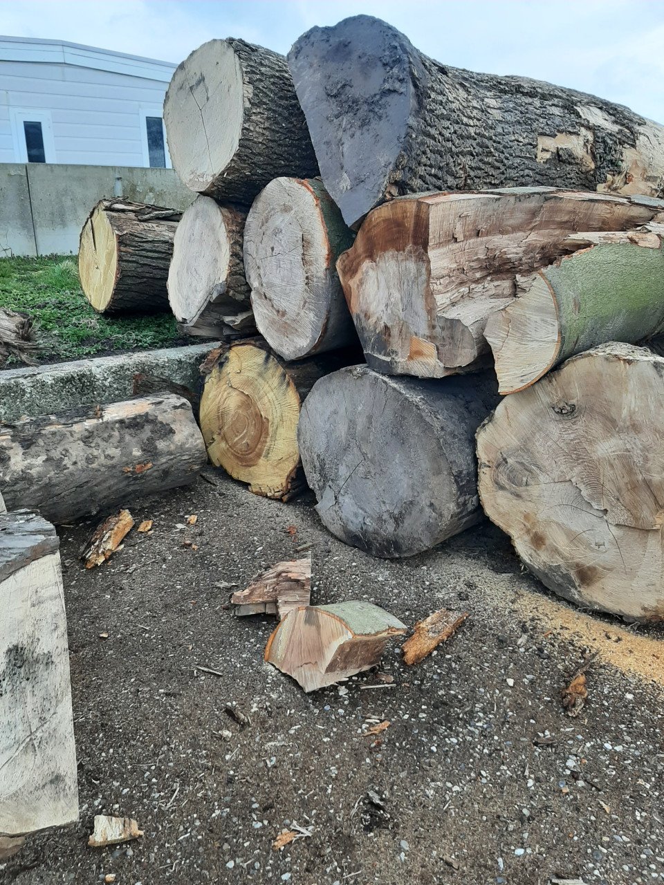 Haardhout