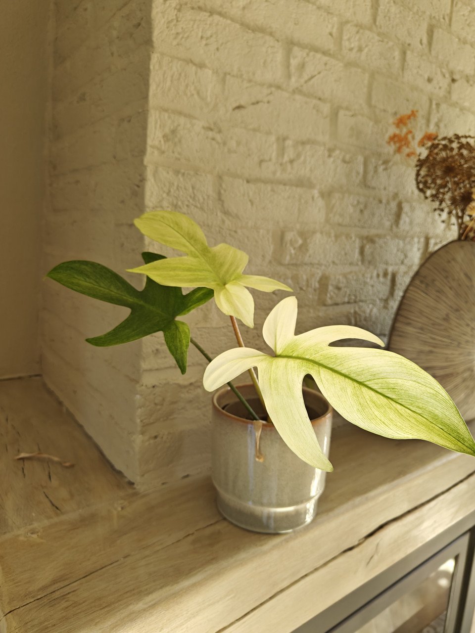 Kamerplant Philodendron Florida ghost plant