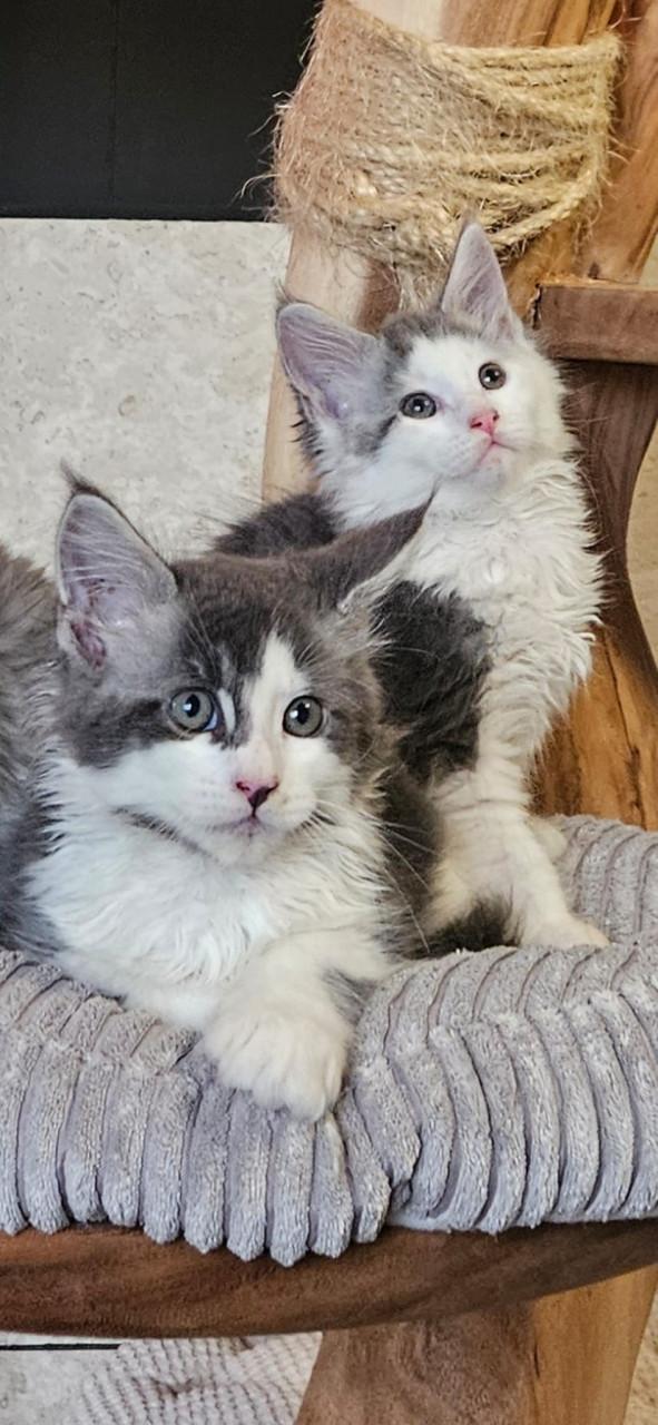 Maine coon kittens te koop!