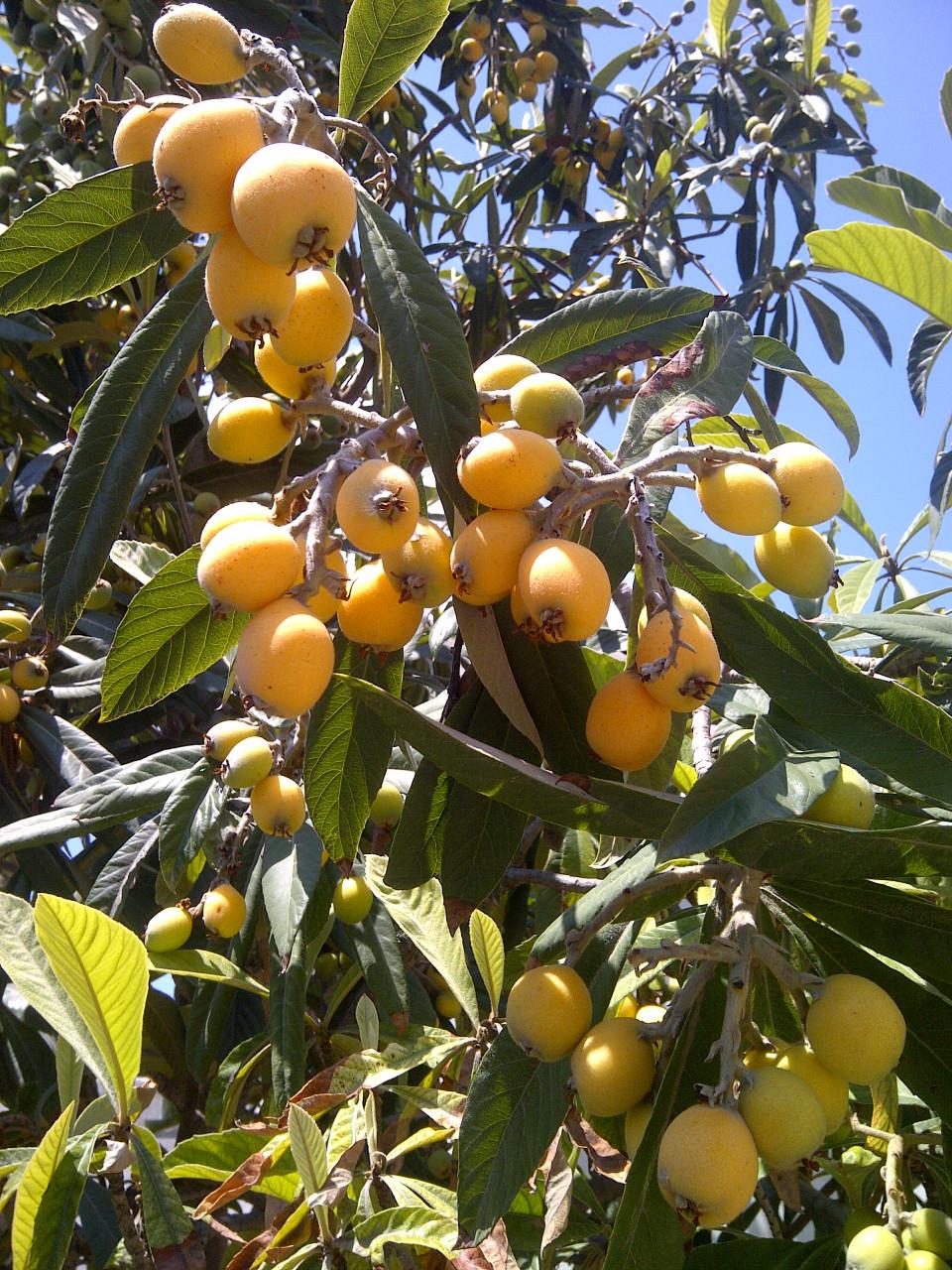Loquat fruitboon