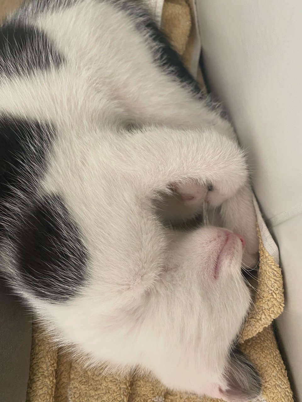 Kitten