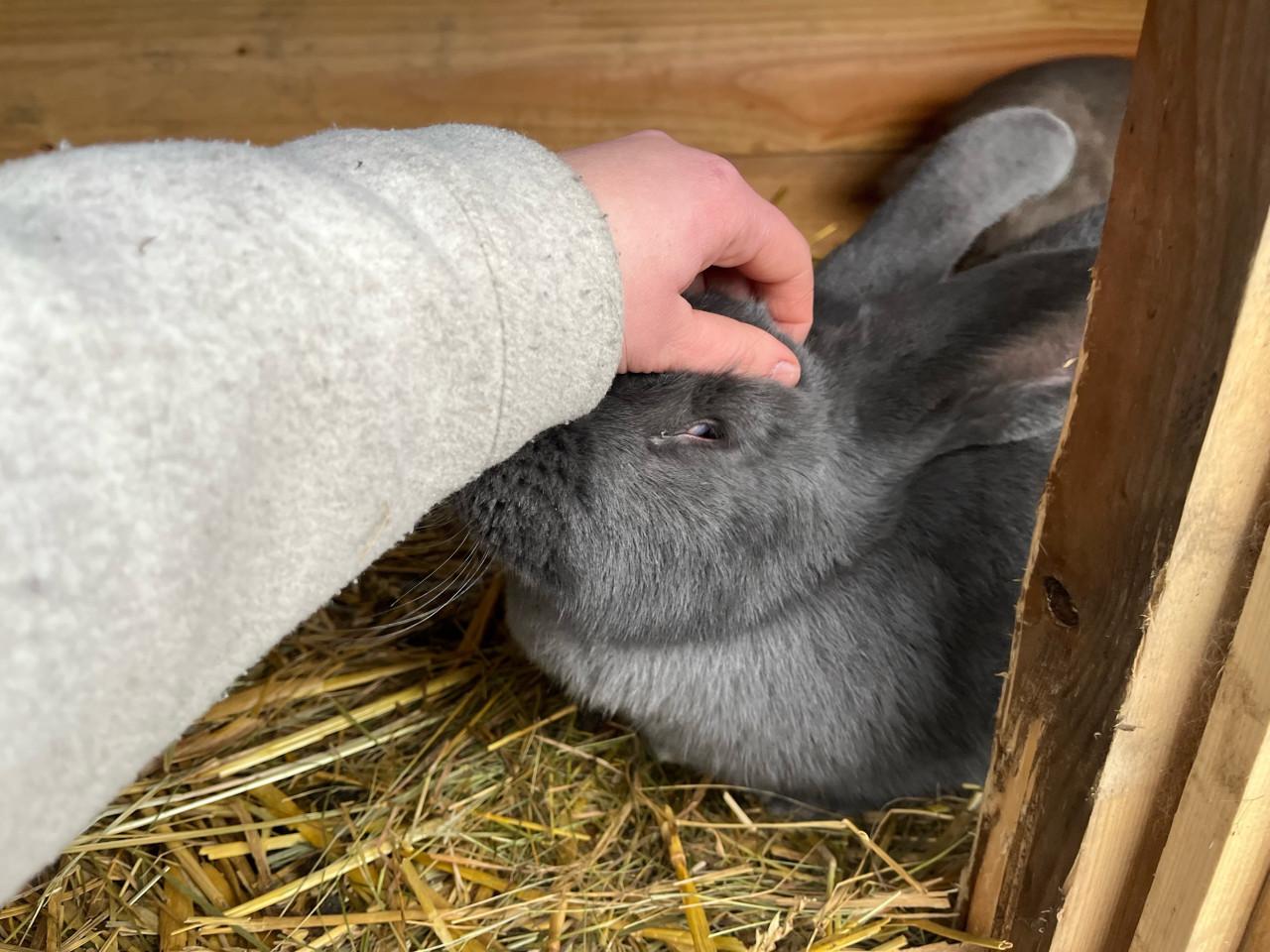 Raszuivere duitse reus voedster