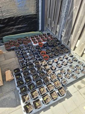 Tomaten stekjes 0,50 cent per stuk