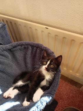 Kittens