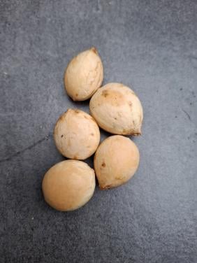 Zaden Cycas Revoluta