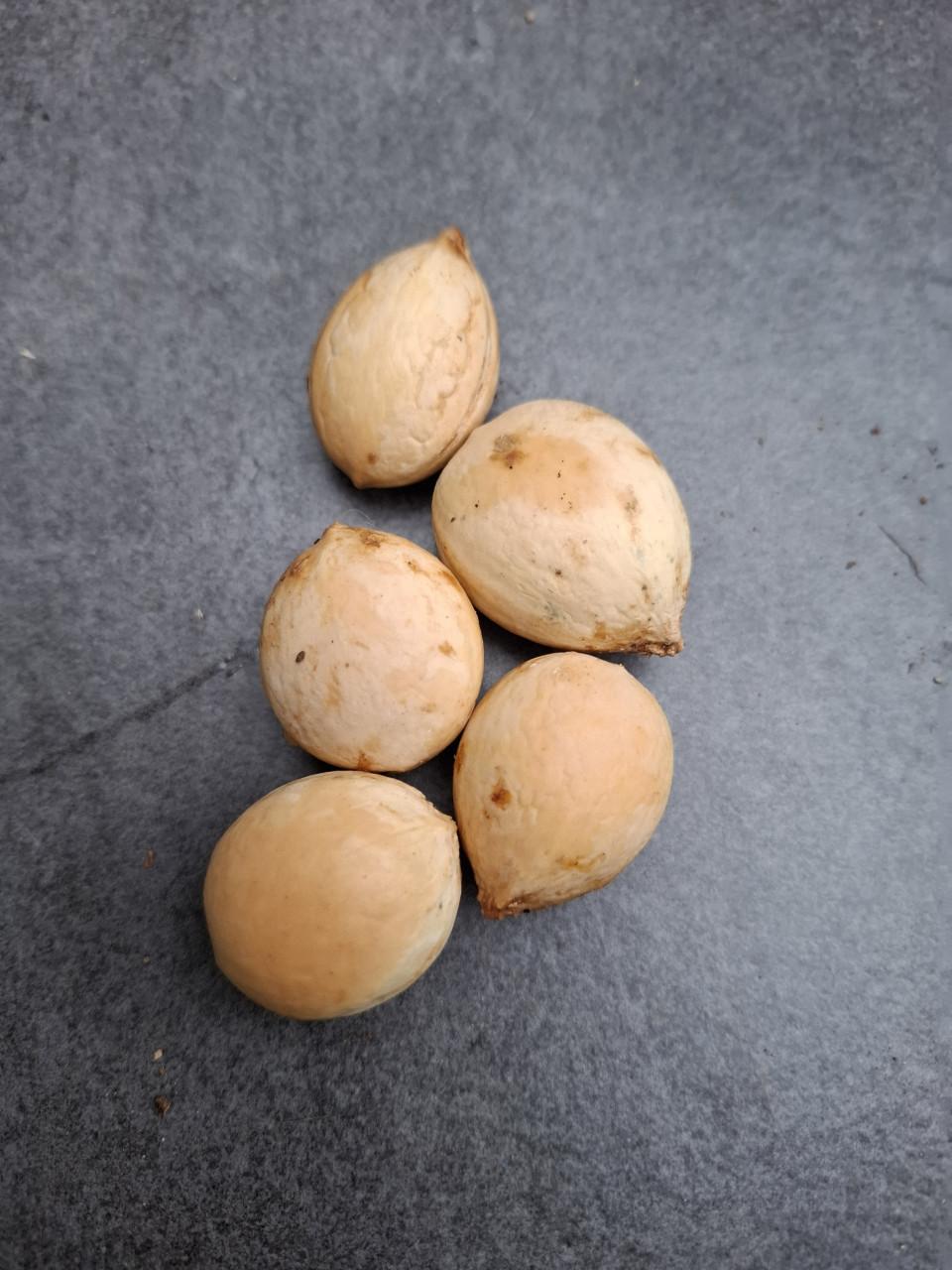 Zaden Cycas Revoluta