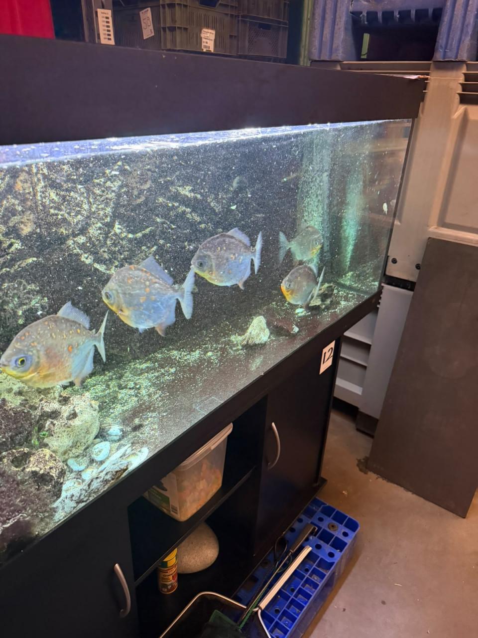 Mooie groep piranha's